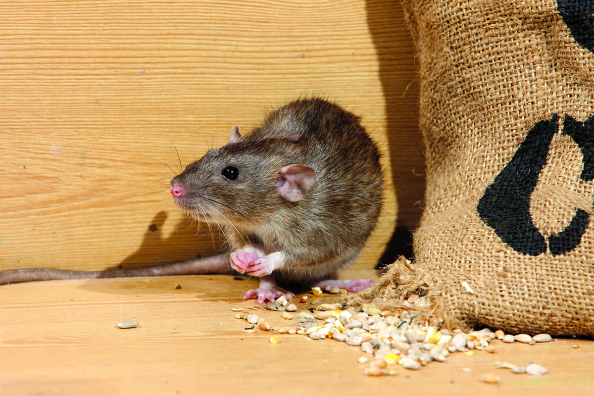 Brown Rat, Rattus Norvegicus, Eating