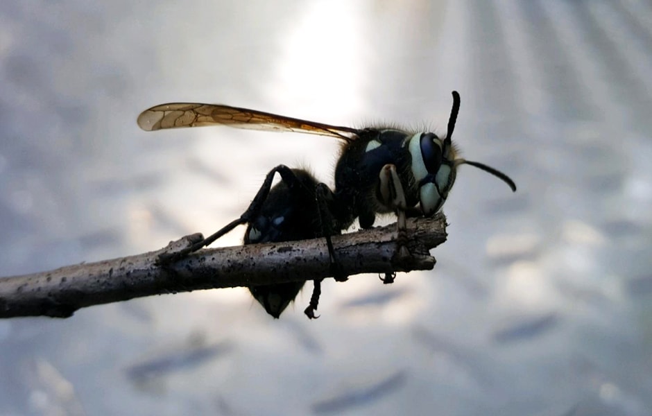 Bald-Faced Hornet