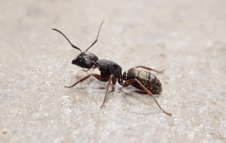 Carpenter Ant Profile