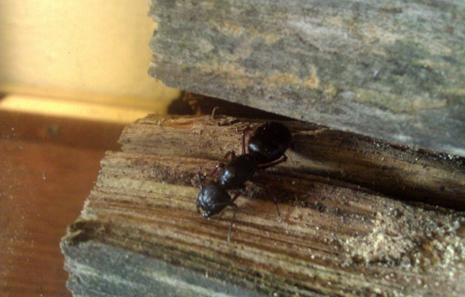 Carpenter Ants