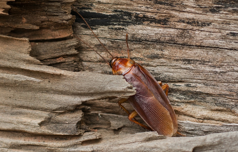 Cockroach Removal and Control