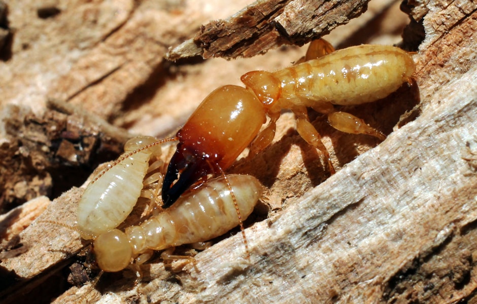 Dampwood Termite Removal