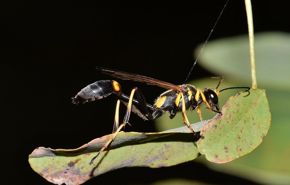 Mud Dauber