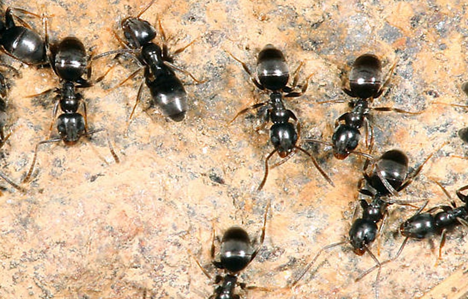 Odorous House Ants on Counter