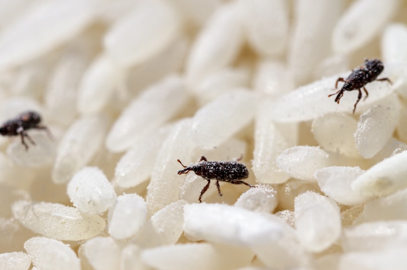 Pantry Pest Control and Removal