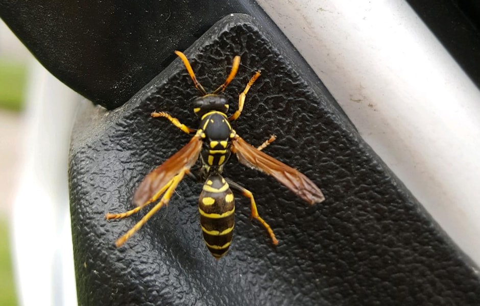 Paper Wasp