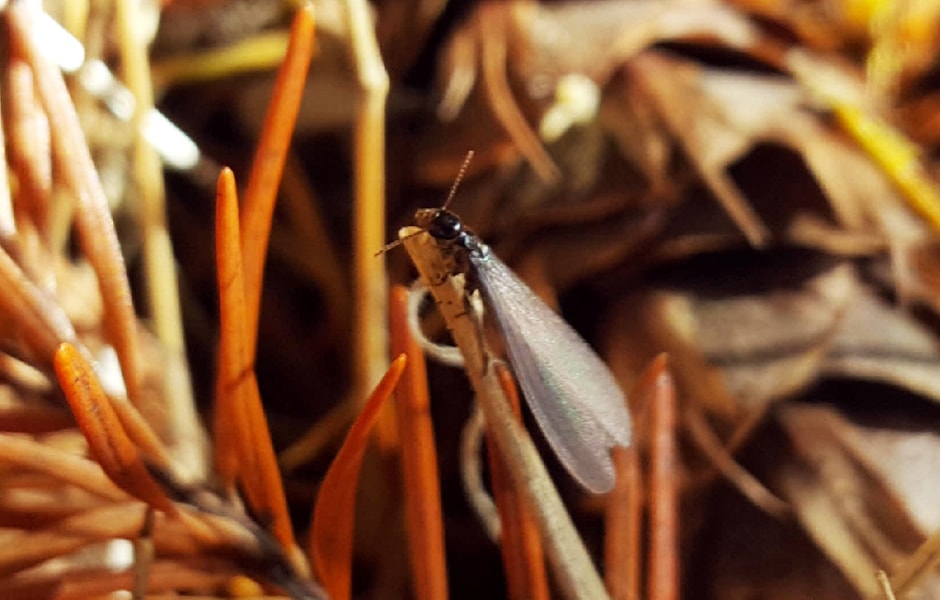 Subterranean Termites Removal