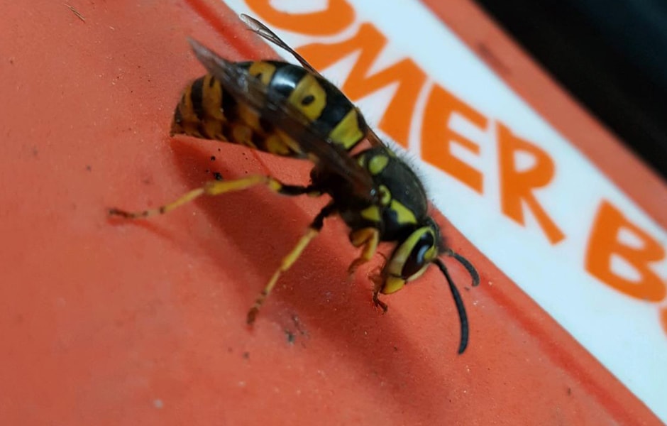 Yellow Jacket