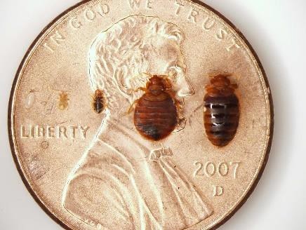 Bed bugs and eggs compared to a penny