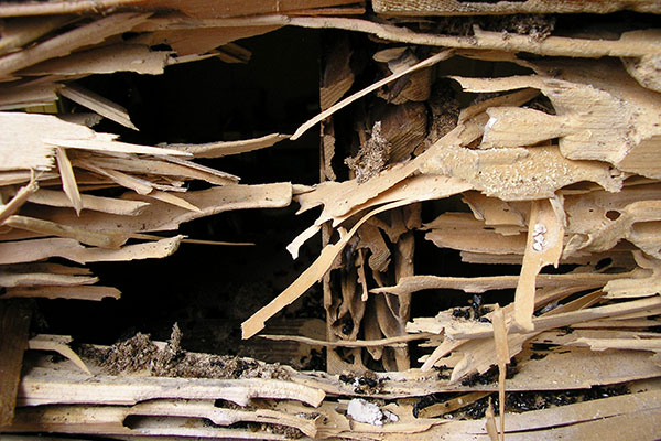 Carpenter Ant damage to rim joist