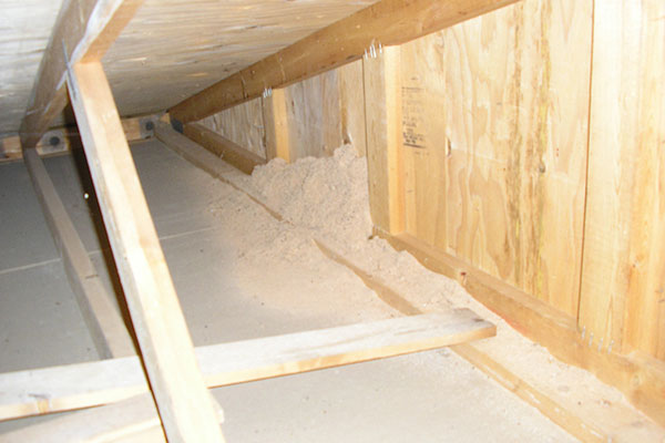 CarpenterAnt damage in rafters