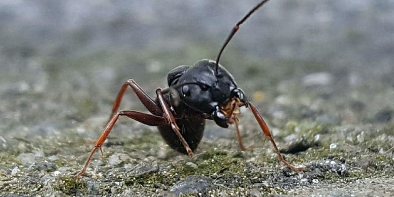 Carpenter Ant