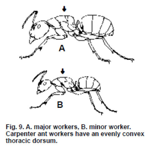 Odorous House Ant with notched thoracic dorsum