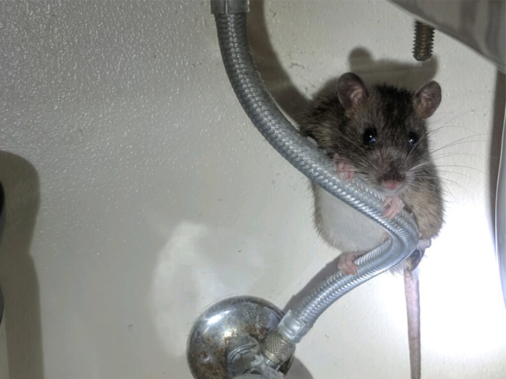 Rambo Sink Rat