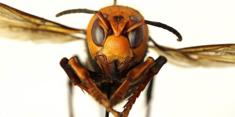 Asian Giant Hornet, Murder Hornet