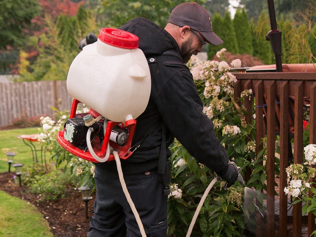 rambo pest control burien spraying